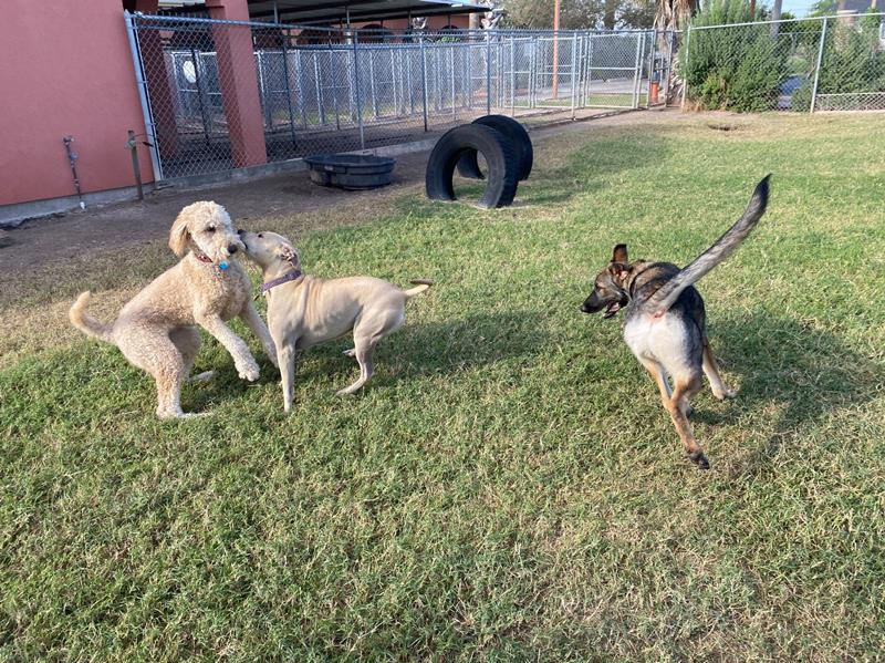 Paws and Claws Pet Resort Edinburg, TX